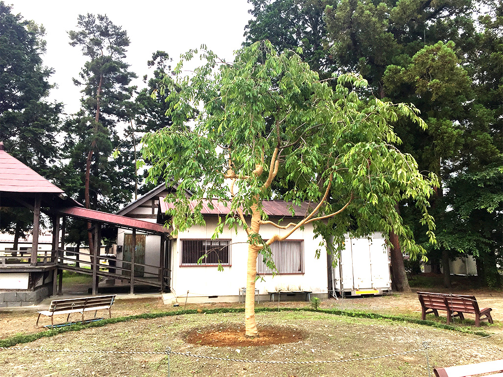 山梨県若一王子社の敷地内に枝垂れ桜の木を寄付
