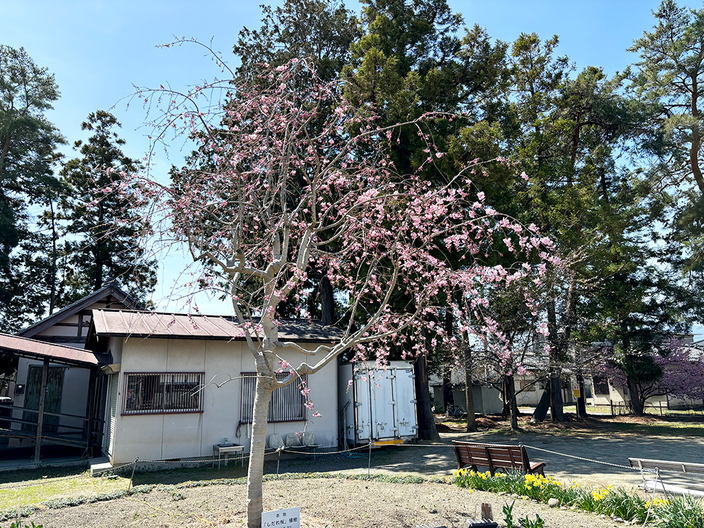寄付させていただいた枝垂桜が開花しました