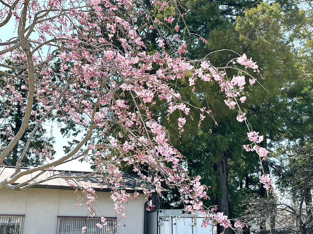 寄付させていただいた枝垂桜が開花しました