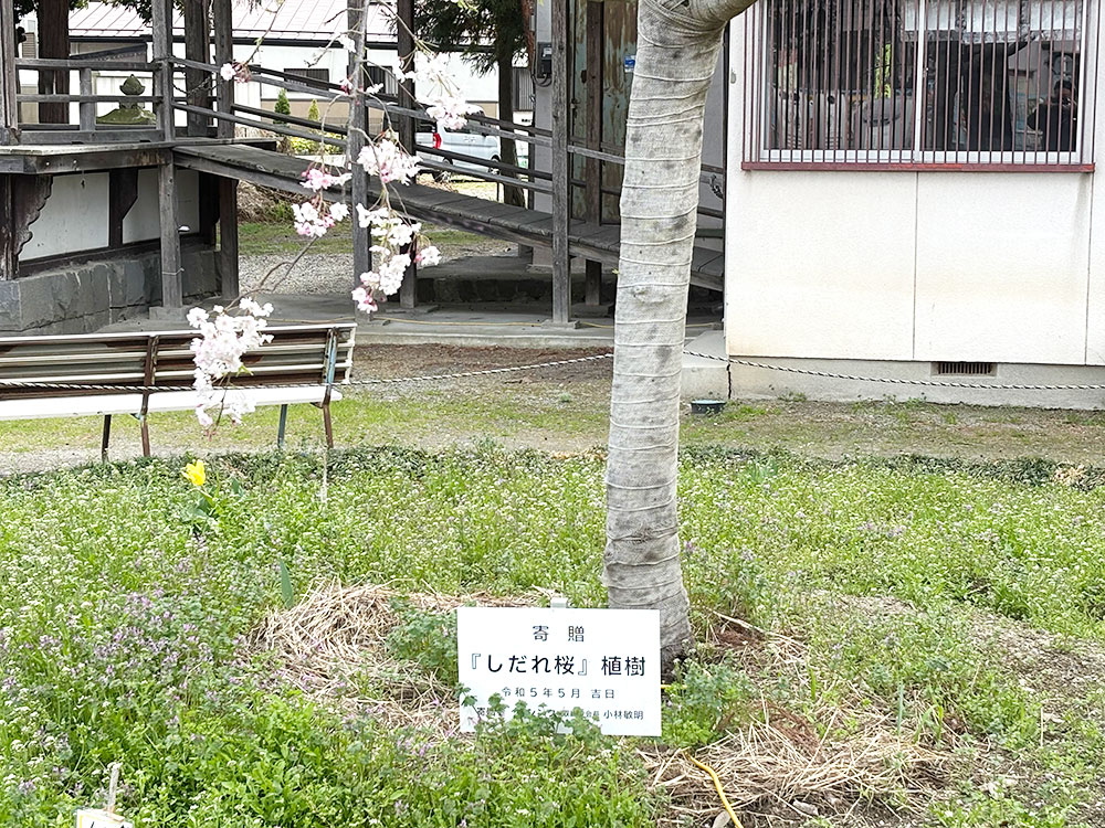 2023年の夏に寄付させていただいた枝垂桜が開花しました。