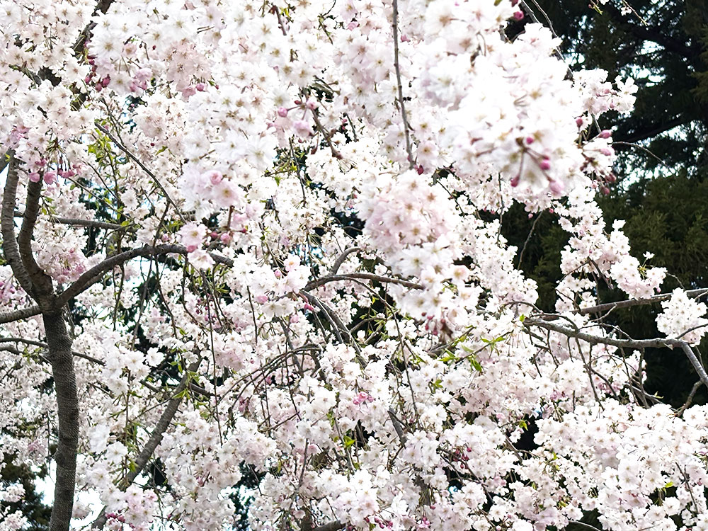 2023年の夏に寄付させていただいた枝垂桜が開花しました。